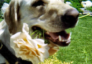 tabbyholdingrose.jpg