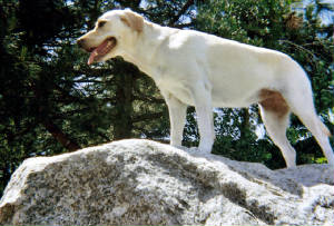 tabbyonmountain.jpg