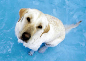 tabithasunbathinginpool.jpg